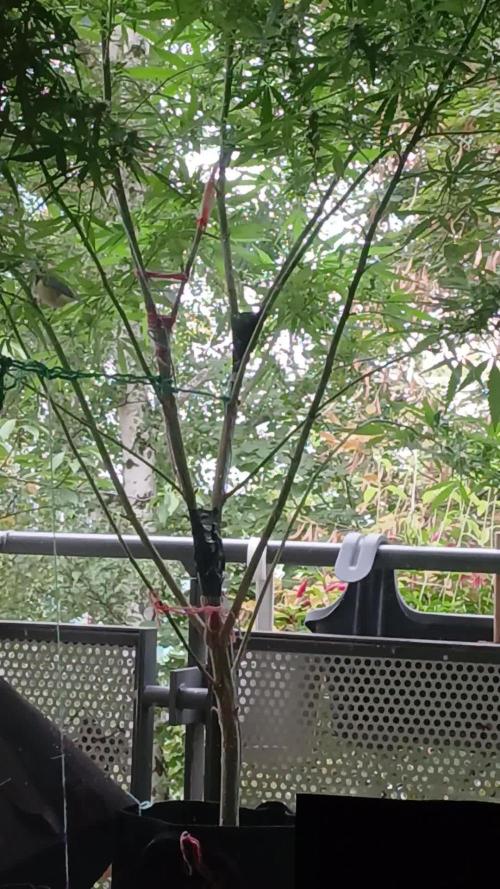 RQS Special Queen #1 Balcony