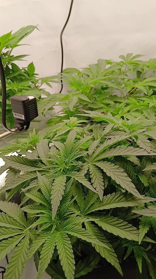 Regular Company for the DWC Lady