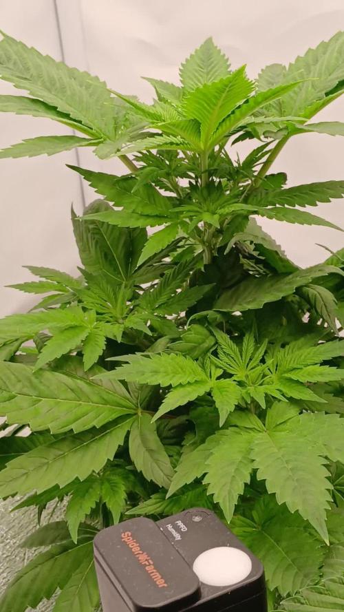 DWC Grow with Advanced Seeds