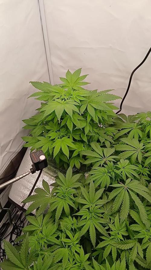 DWC Grow with Advanced Seeds
