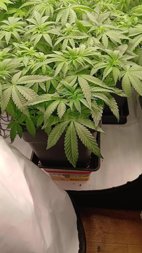 Regular Company for the DWC Lady