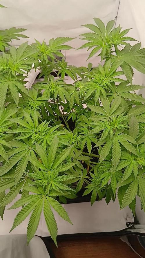 Regular Company for the DWC Lady