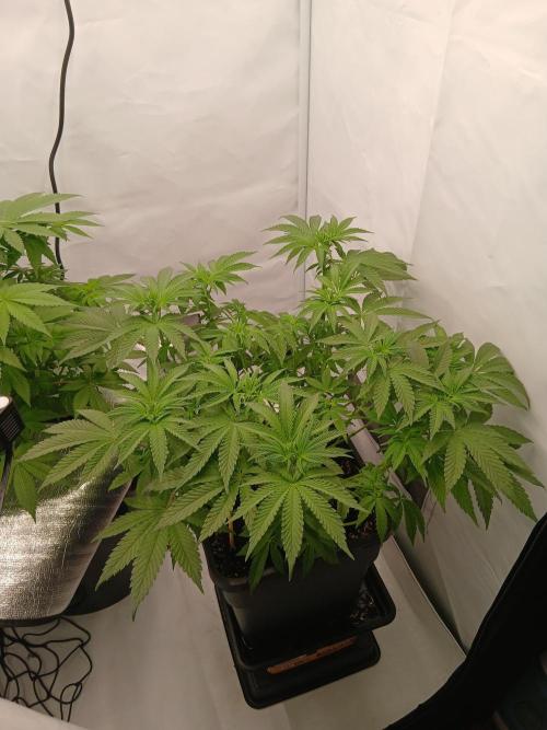 Regular Company for the DWC Lady. Week 7