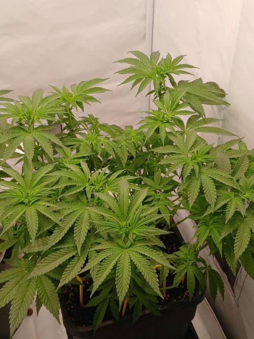 Regular Company for the DWC Lady. Week 7