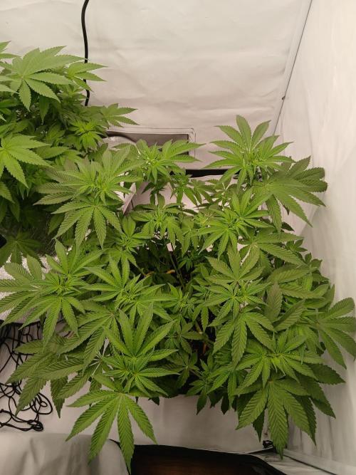 Regular Company for the DWC Lady. Week 7