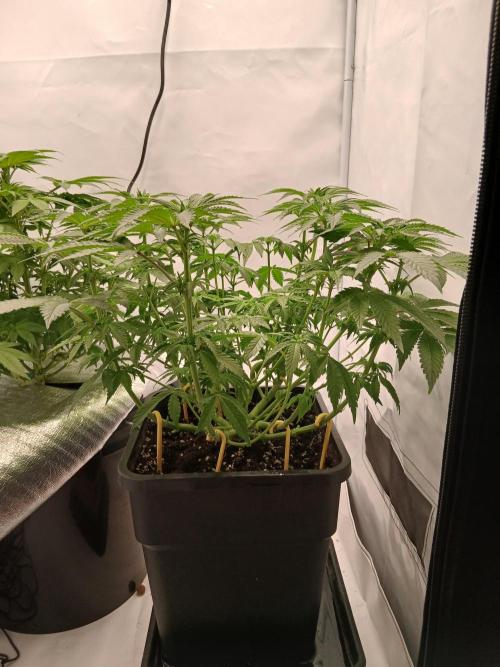 Regular Company for the DWC Lady. Week 7