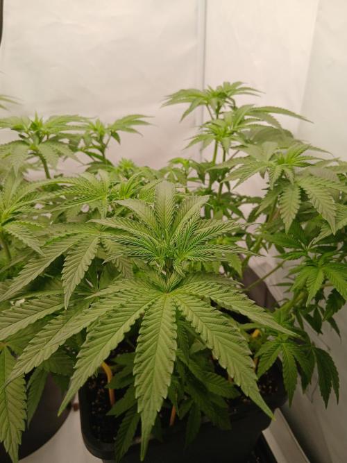 Regular Company for the DWC Lady. Week 7