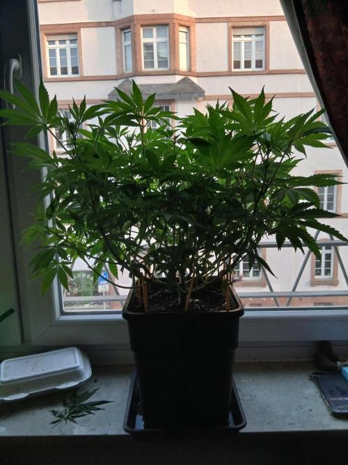 Regular Company for the DWC Lady. Week 7