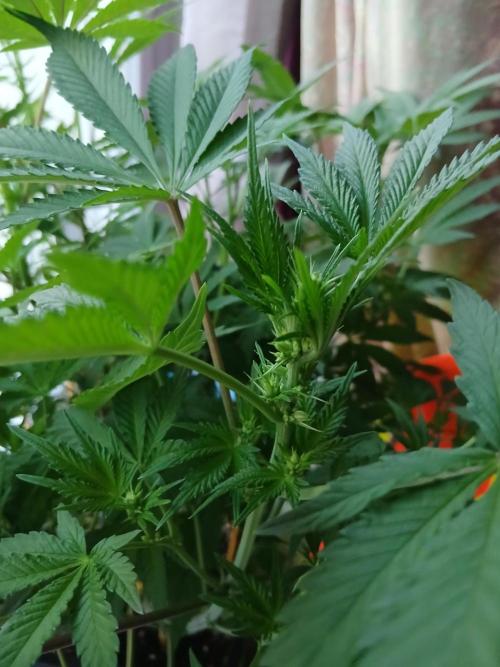 Regular Company for the DWC Lady. Week 7