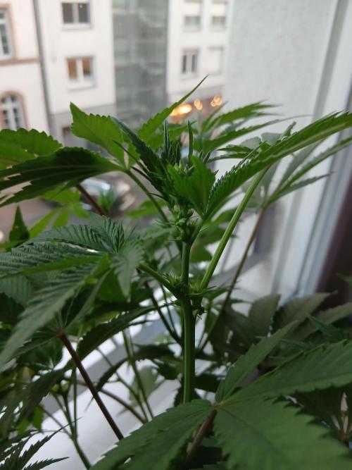 Regular Company for the DWC Lady. Week 7