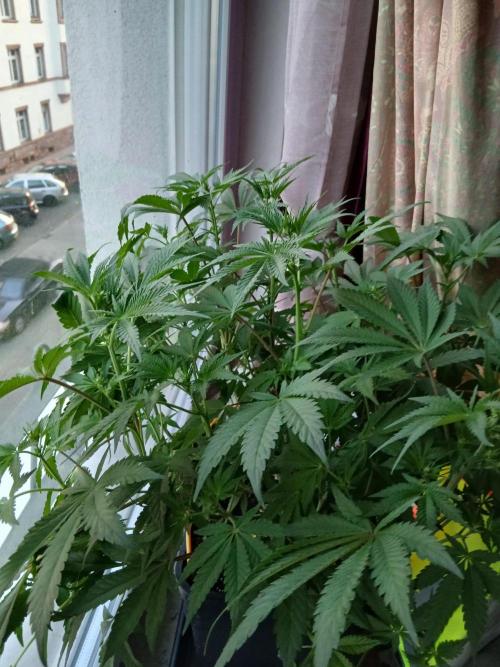 Regular Company for the DWC Lady. Week 7