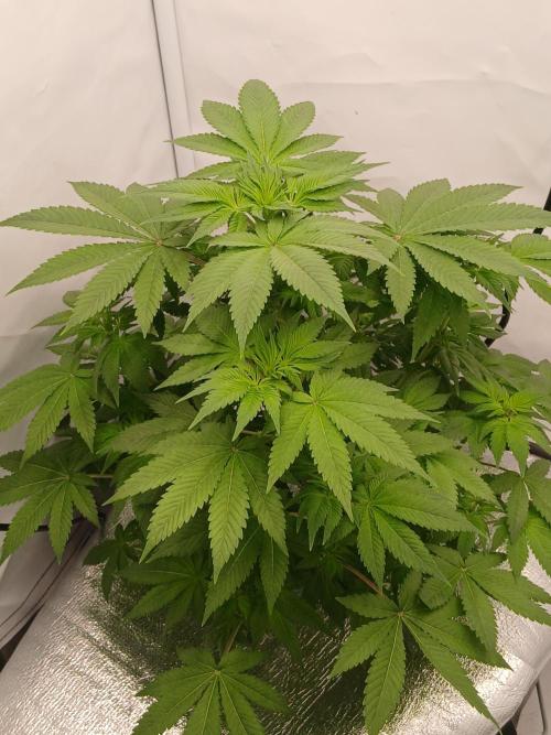 DWC Grow with Advanced Seeds. Week 7