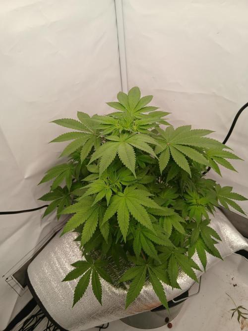 DWC Grow with Advanced Seeds. Week 7