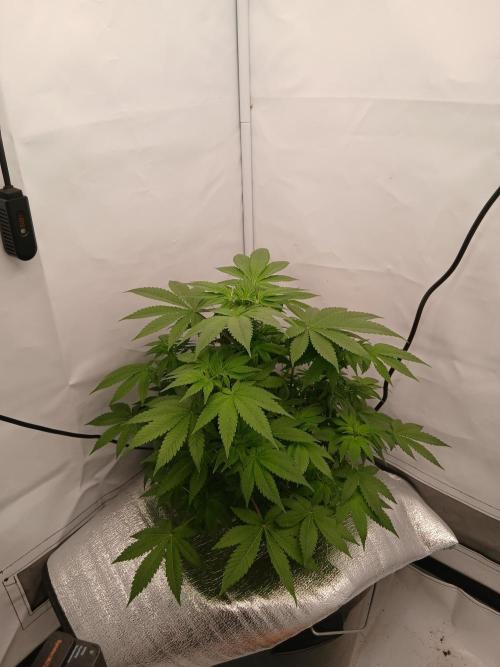 DWC Grow with Advanced Seeds. Week 7