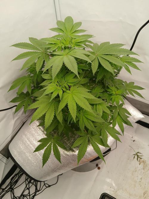 DWC Grow with Advanced Seeds. Week 7