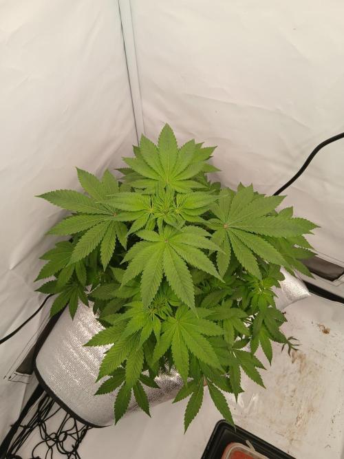 DWC Grow with Advanced Seeds. Week 7