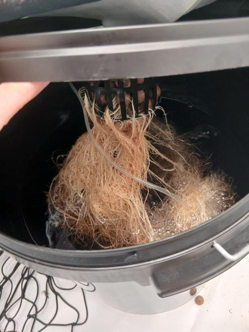 DWC Grow with Advanced Seeds. Week 7