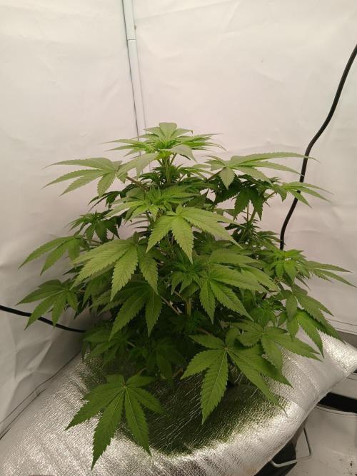 DWC Grow with Advanced Seeds. Week 7