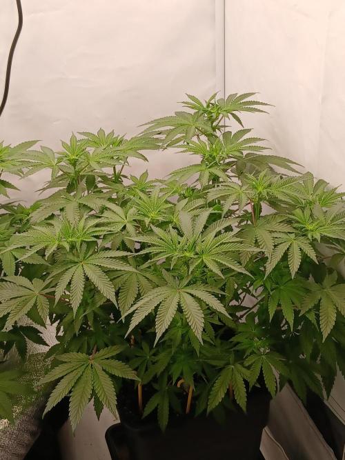 Regular Company for the DWC Lady. Week 7