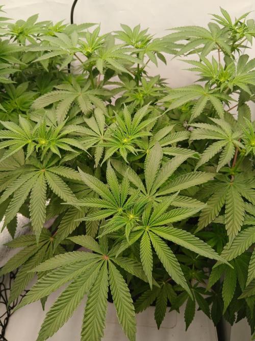 Regular Company for the DWC Lady. Week 7