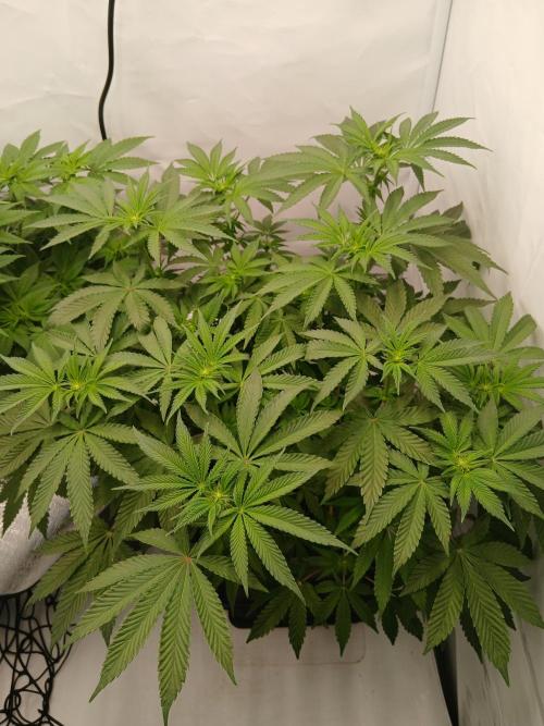 Regular Company for the DWC Lady. Week 7