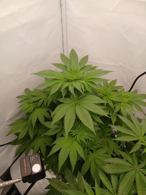 DWC Grow with Advanced Seeds. Week 7