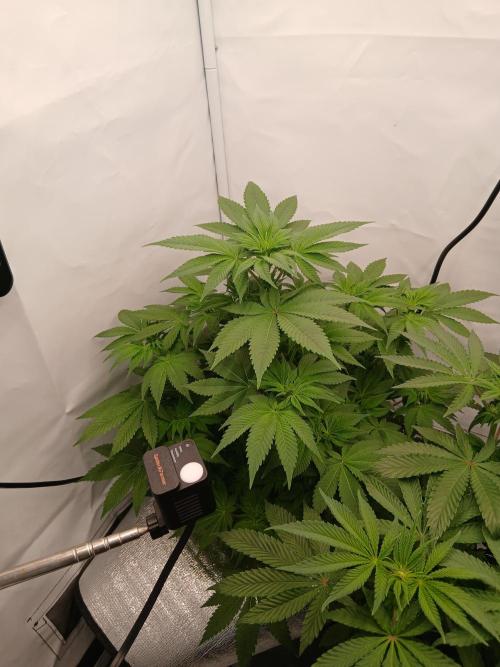 DWC Grow with Advanced Seeds. Week 7