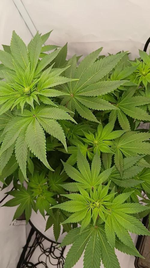 DWC Grow with Advanced Seeds