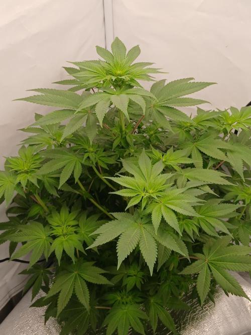 DWC Grow with Advanced Seeds. Week 8