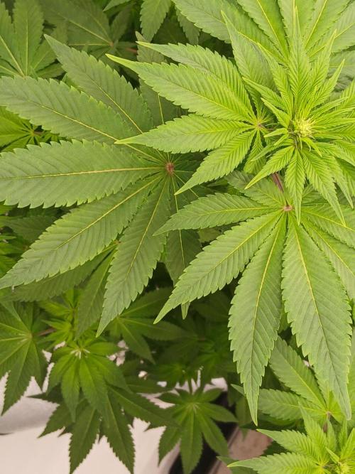 DWC Grow with Advanced Seeds. Week 8