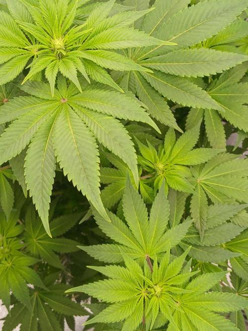 DWC Grow with Advanced Seeds. Week 8