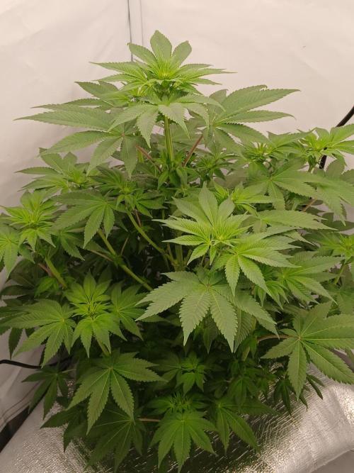 DWC Grow with Advanced Seeds. Week 8