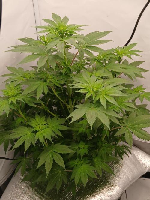 DWC Grow with Advanced Seeds. Week 8