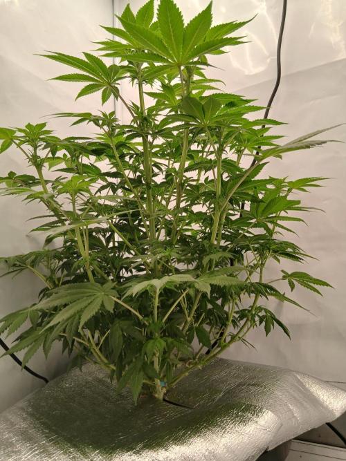 DWC Grow with Advanced Seeds. Week 8