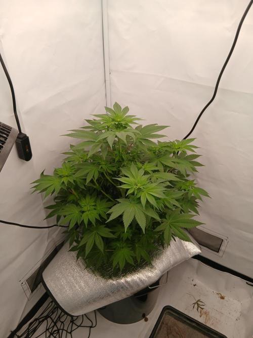 DWC Grow with Advanced Seeds. Week 8