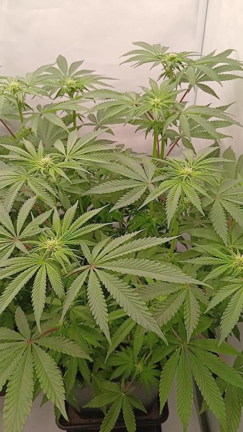 Regular Company for the DWC Lady