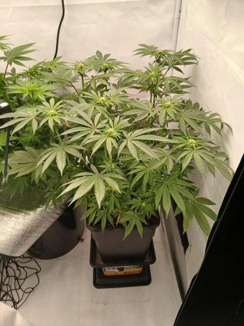 Regular Company for the DWC Lady. Week 8
