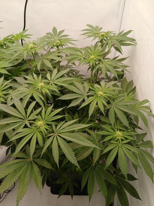 Regular Company for the DWC Lady. Week 8