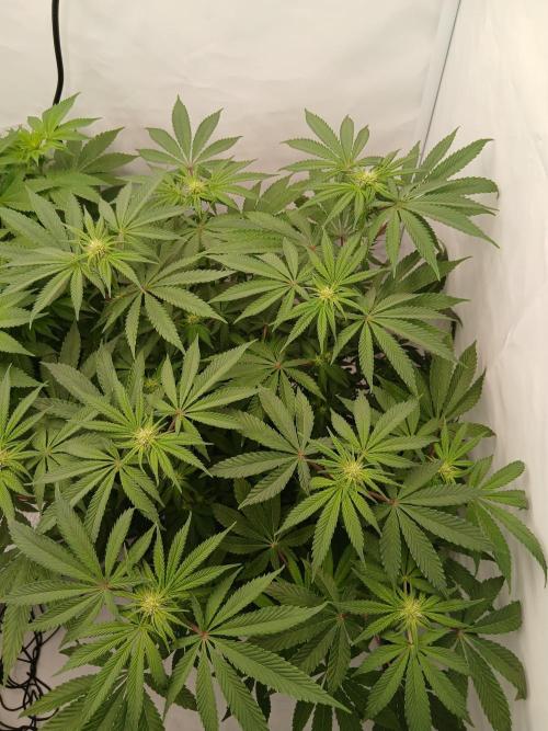 Regular Company for the DWC Lady. Week 8