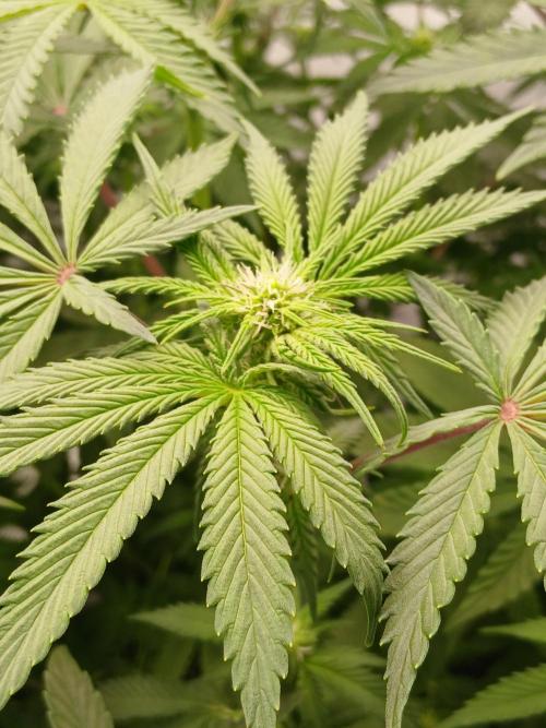 Regular Company for the DWC Lady. Week 8