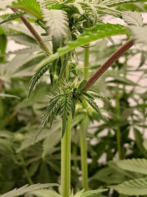 Regular Company for the DWC Lady. Week 8