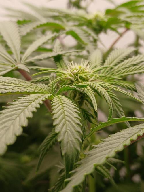 Regular Company for the DWC Lady. Week 8