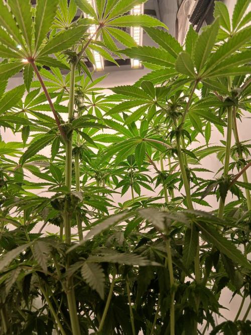 Regular Company for the DWC Lady. Week 8