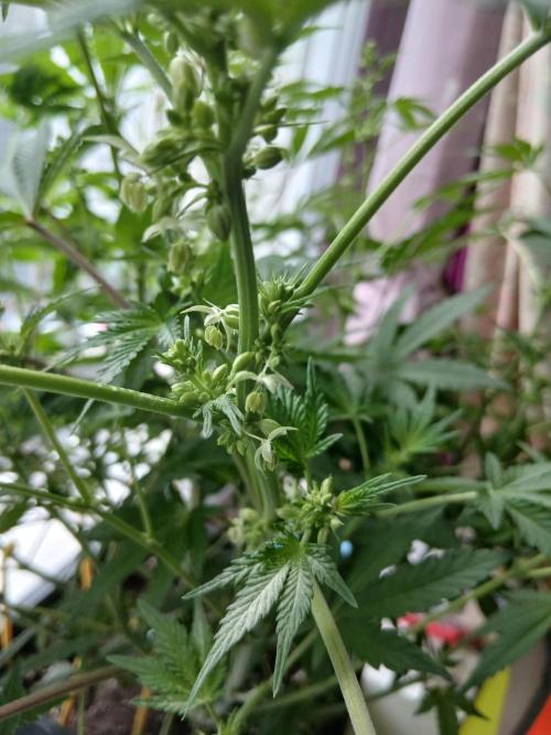 Regular Company for the DWC Lady. Week 8