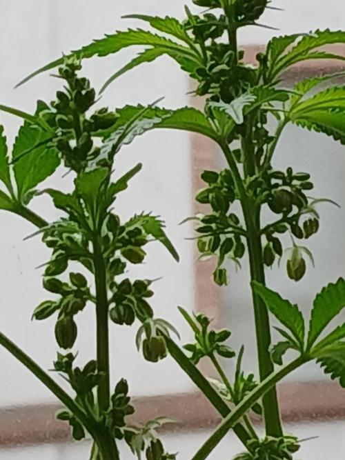 Regular Company for the DWC Lady. Week 8