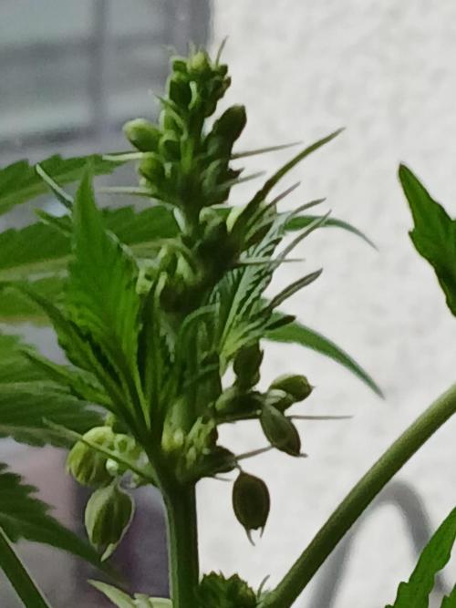 Regular Company for the DWC Lady. Week 8