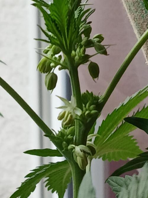 Regular Company for the DWC Lady. Week 8