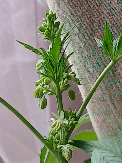 Regular Company for the DWC Lady. Week 8