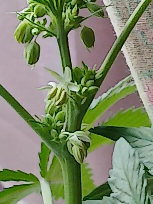 Regular Company for the DWC Lady. Week 8