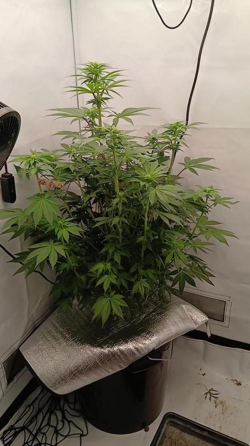 DWC Grow with Advanced Seeds